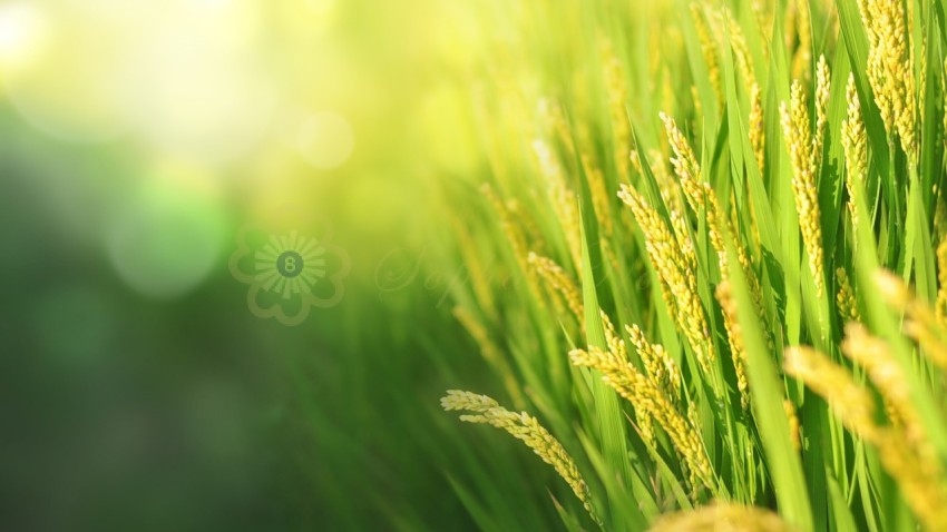 Rice Field HD Images
