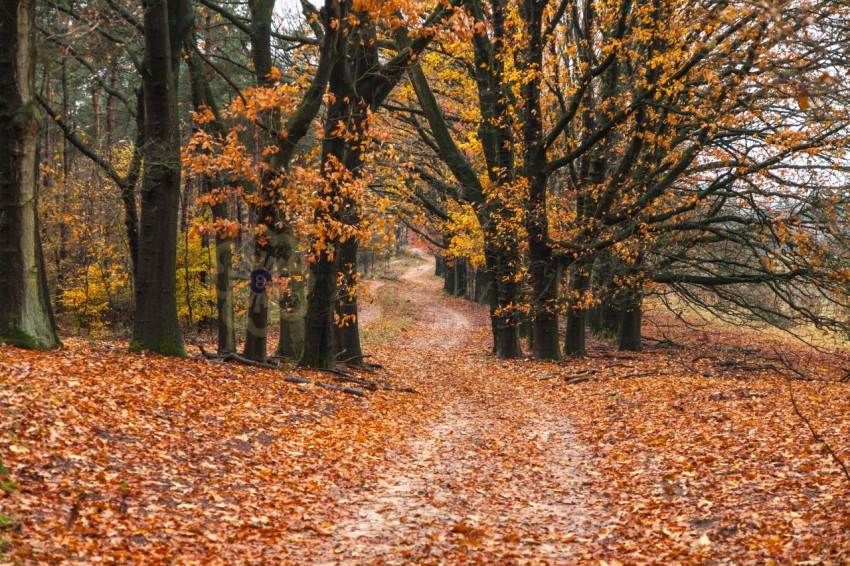 Breathtaking autumn scene with a path in the forest and the leaves on the ground