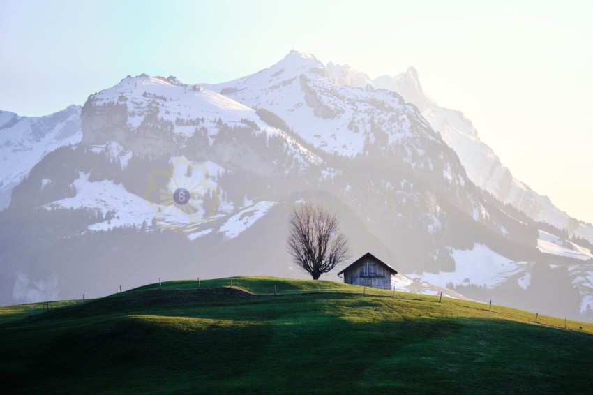Beautiful shot of a grassy field with a house near a tree and a snowy mountain in the background