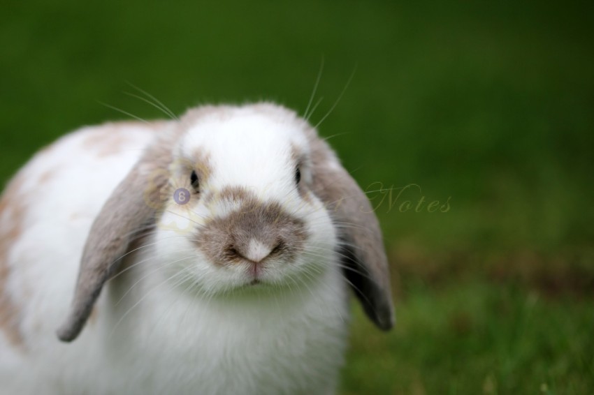 Closeup shot of a cute rabbit on the green grass with a blurred background