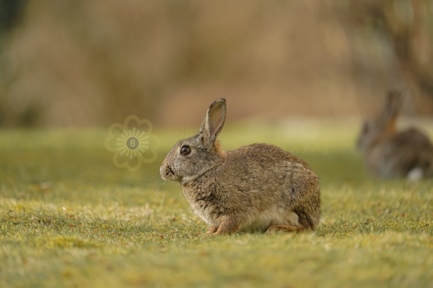 Closeup shot cute adorable bunnies field