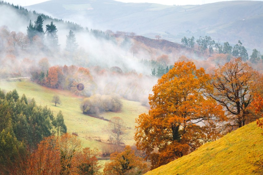 Autum treees and fog