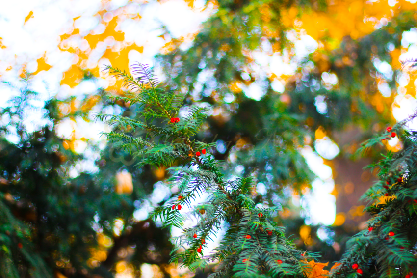 Beautiful Yew Fruits