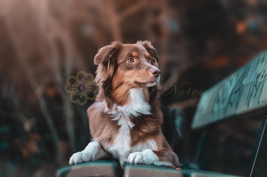 Portrait beautiful brown white domestic australian shepherd dog posing nature sunset