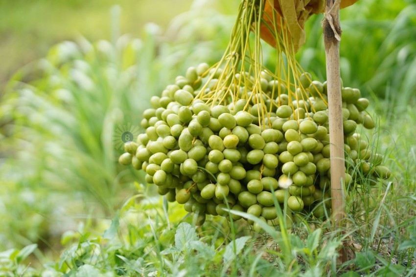 Fresh Green Dates Fruit