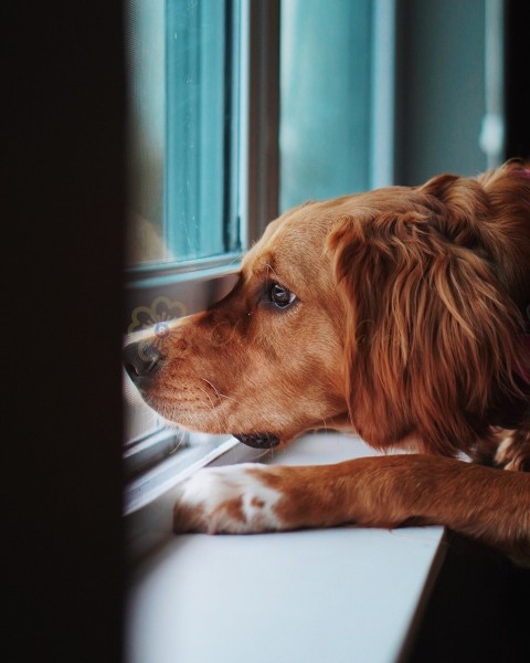 Domesticated upset Golden Retriever looking out a window and missing his owner