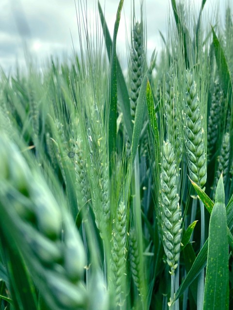 Close-Up Shot of Green Wheat Plants