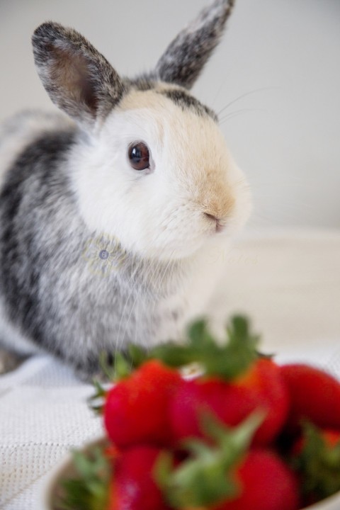 Portrait cute bunny rabbit