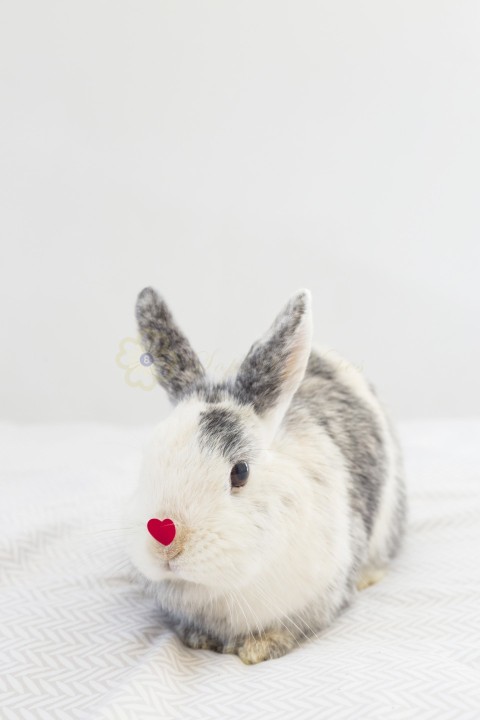 Rabbit with decorative red heart nose