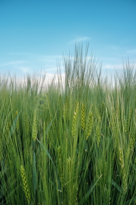 Barley Crops In the Farm Land
