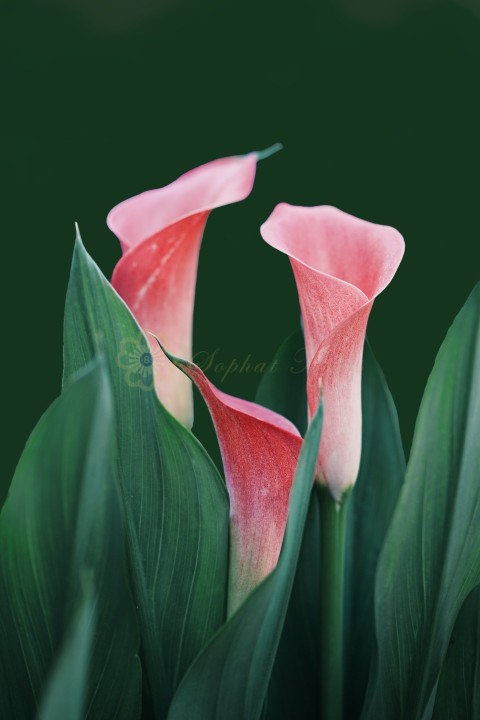 Free HD Flower Image
