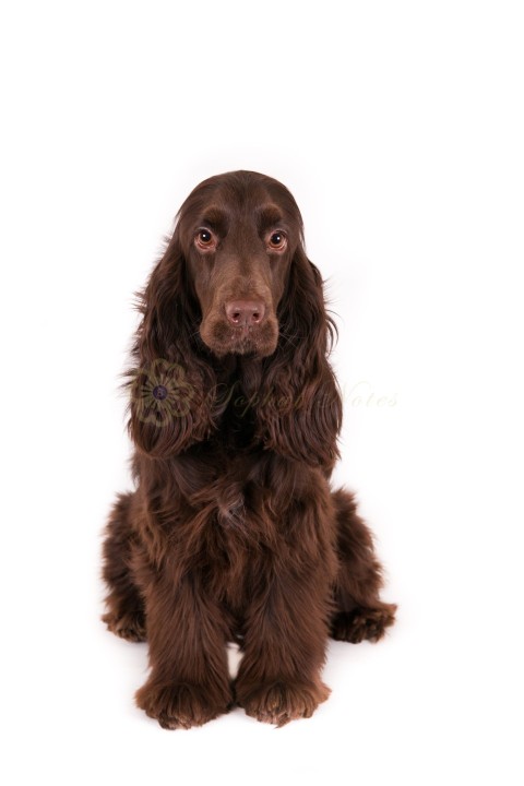 Vertical shot of a brown English Cocker Spaniel sitting on a white surface