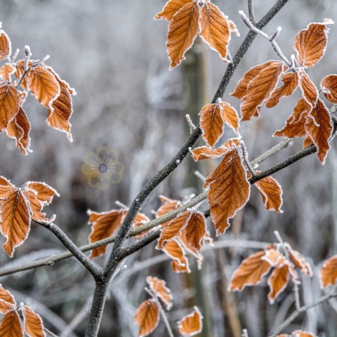 Selective focus shot of branches with autumn leaves covered with frost with a blurred background